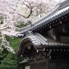 上野の桜-2