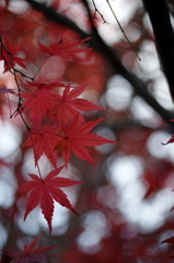 紅葉-3