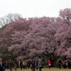 皇居内-2