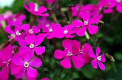 春の花-1