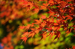紅葉-1