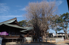 葛飾八幡宮-5