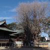 葛飾八幡宮-5
