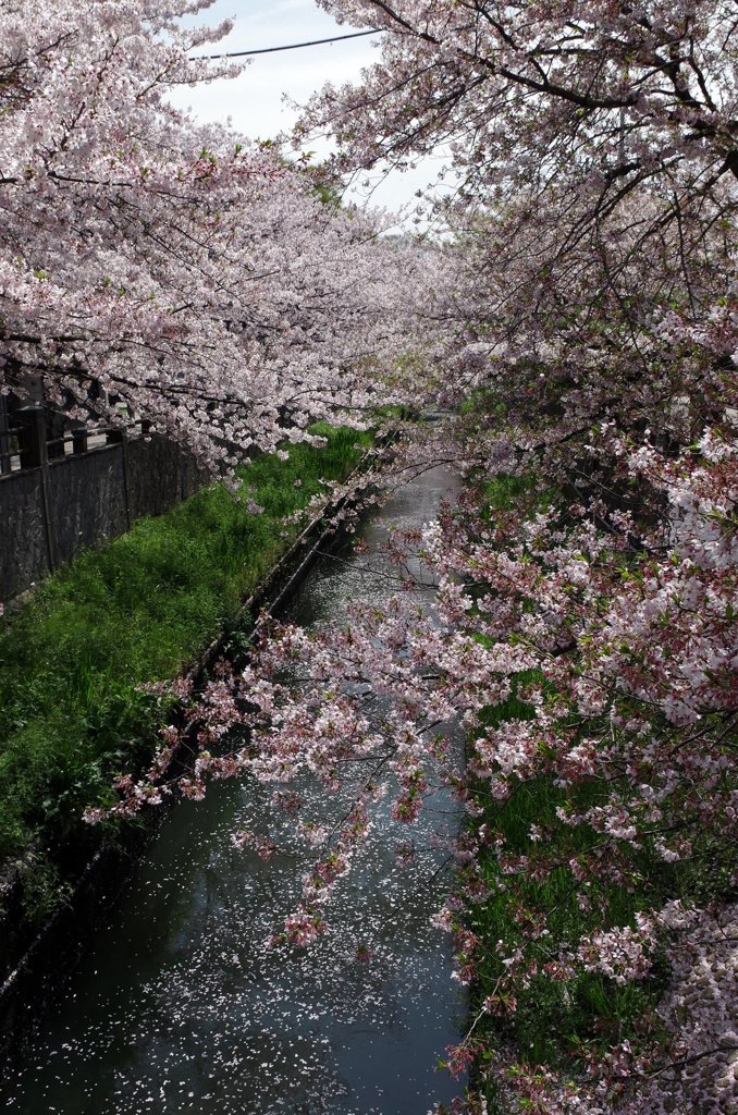 真間川の桜-5