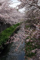 真間川の桜-5