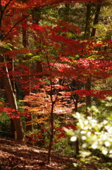 紅葉-6