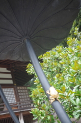 尾山神社-金のカエル