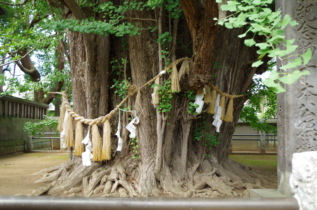 たくさんの本数が集まってひとつに
