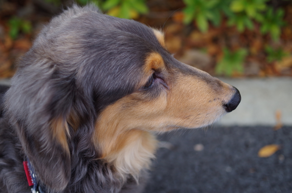 my pet-2