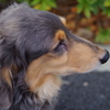 my pet-2