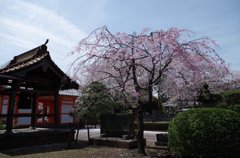 国分寺-1
