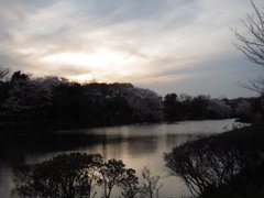 夕方のじゅん菜池での桜-1