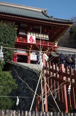 鶴岡八幡宮-子銀杏