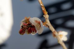 早い梅の花