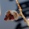 早い梅の花