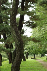 時代を見てきた松