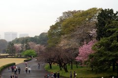 皇居内-4