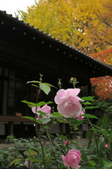 茶室と花