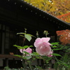 茶室と花