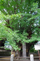 大木のようだが