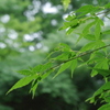 雨模様