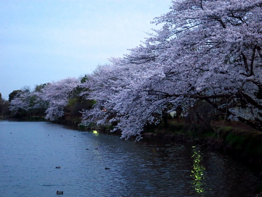 夕方のじゅん菜池での桜-4