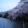 夕方のじゅん菜池での桜-4
