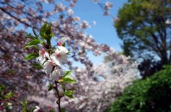 真間川の桜-4