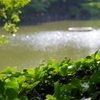 水面キラキラ