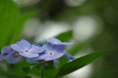最後の紫陽花かな？