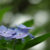 最後の紫陽花かな？