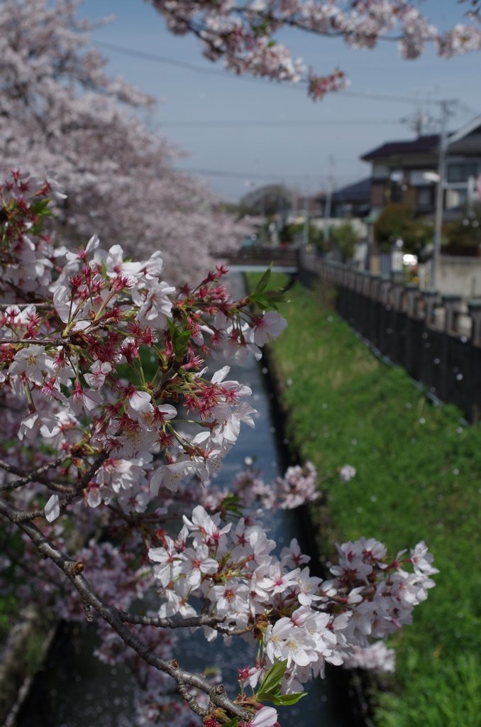 真間川の桜-2