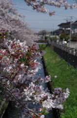 真間川の桜-2