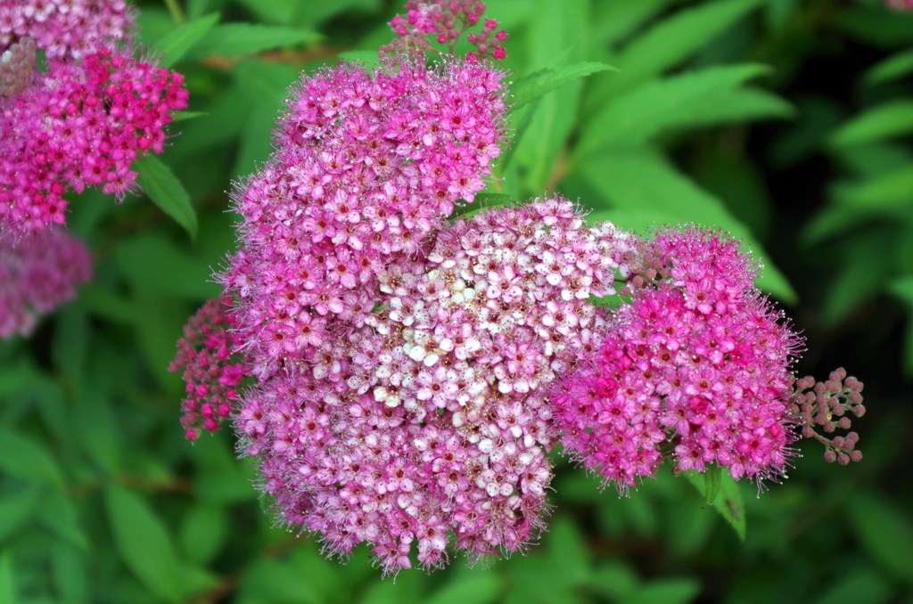 IMGP0224