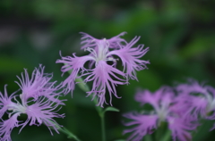 IMGP0215