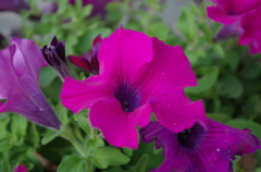 IMGP0235