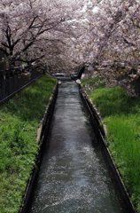 真間川の桜-3