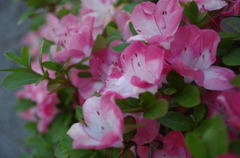 IMGP0240