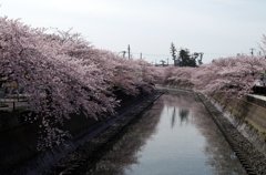 真間川の桜-1
