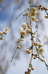 梅