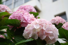紫陽花３