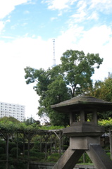 亀戸天神-3