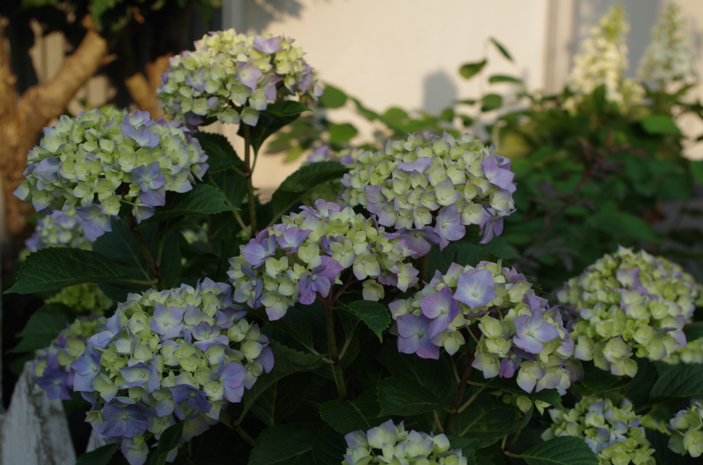 IMGP0230