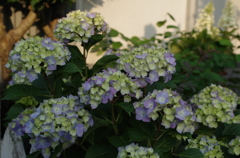 IMGP0230