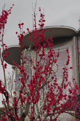 皇居内-5