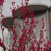 皇居内-5