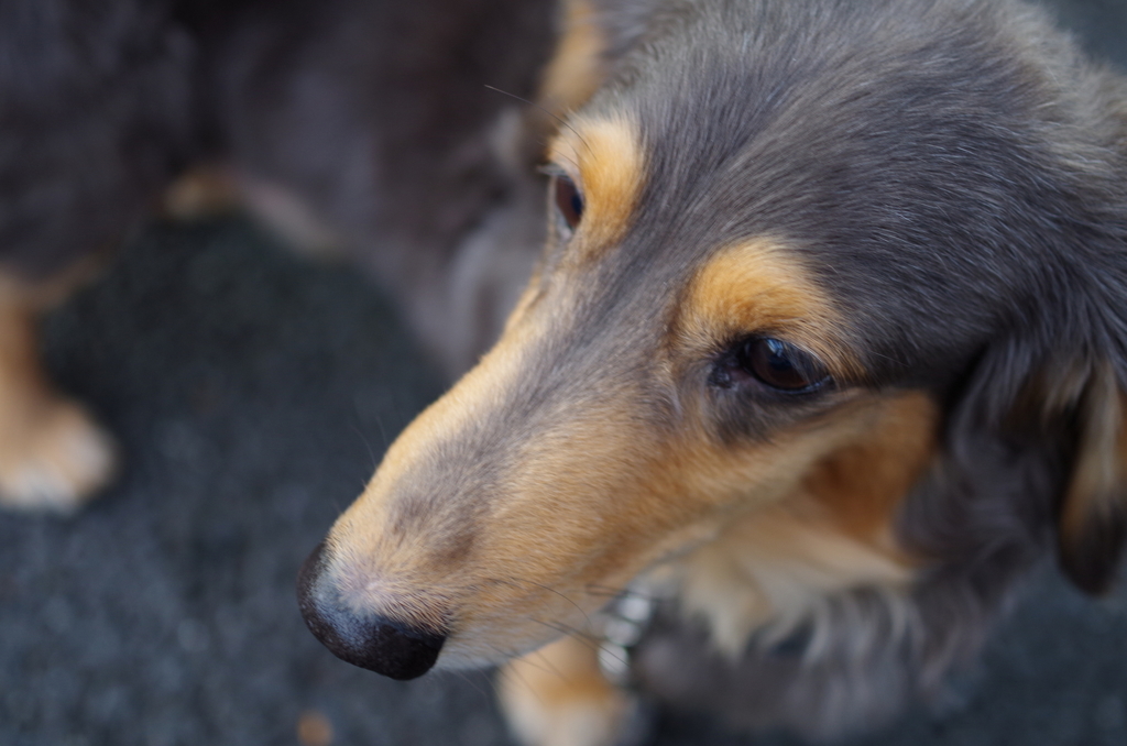 my pet-1