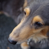 my pet-1