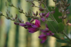 IMGP0219