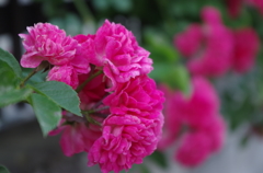 IMGP0226